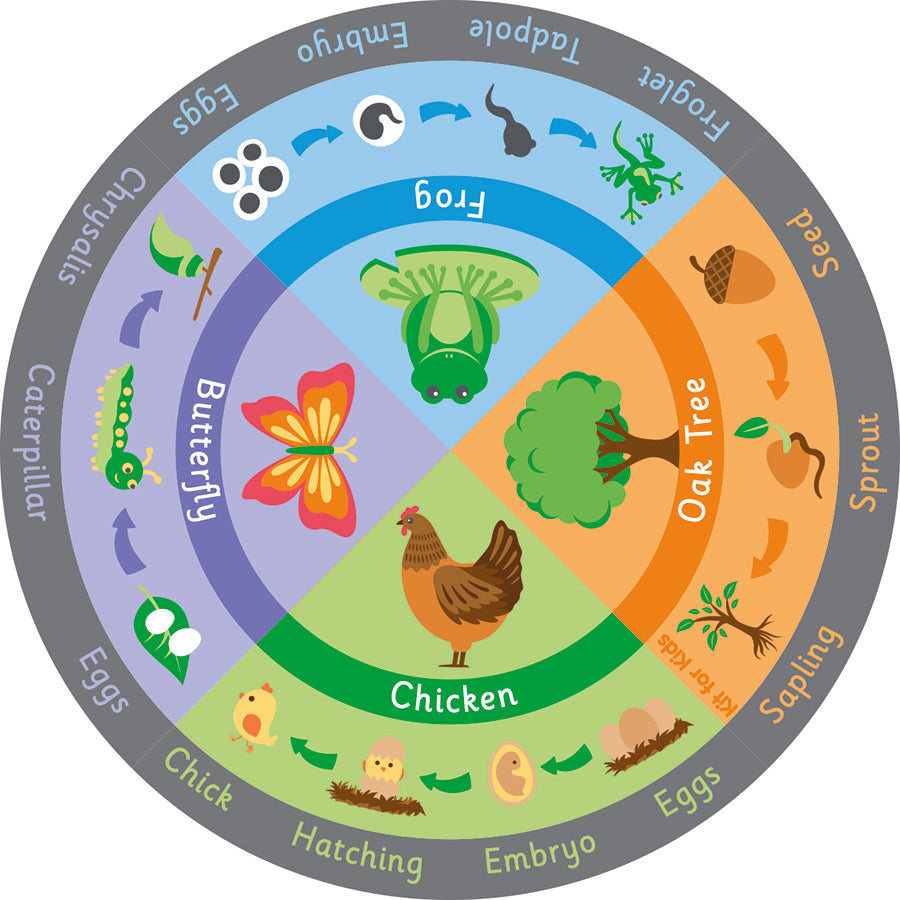Life Cycle Carpet 2x2M